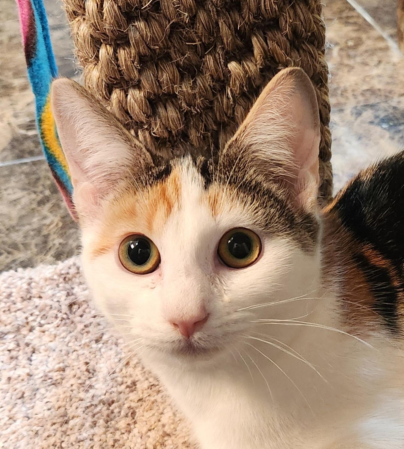 Salsa, Adoptable, Young Female Domestic Short Hair.