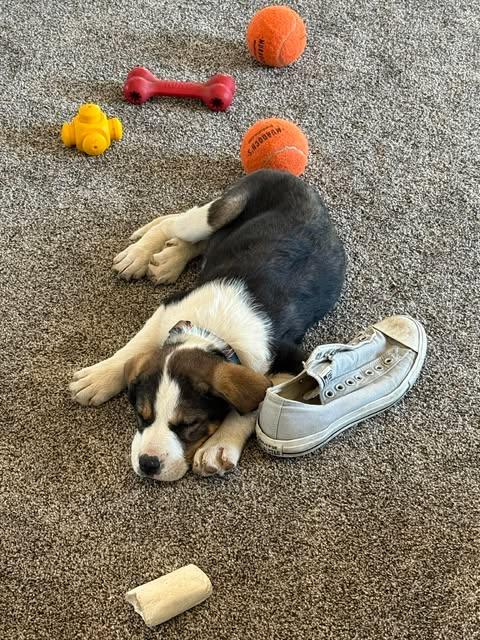 Bella, an adopted mixed breed in Wichita Falls, TX image 1/3