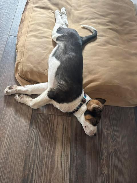 Bella, an adopted mixed breed in Wichita Falls, TX image 2/3