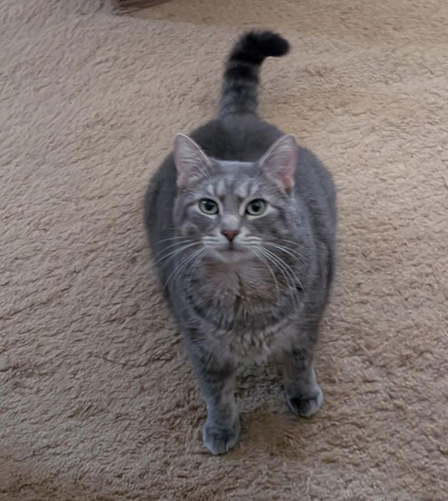Gelato, Adoptable, Adult Male Domestic Short Hair.