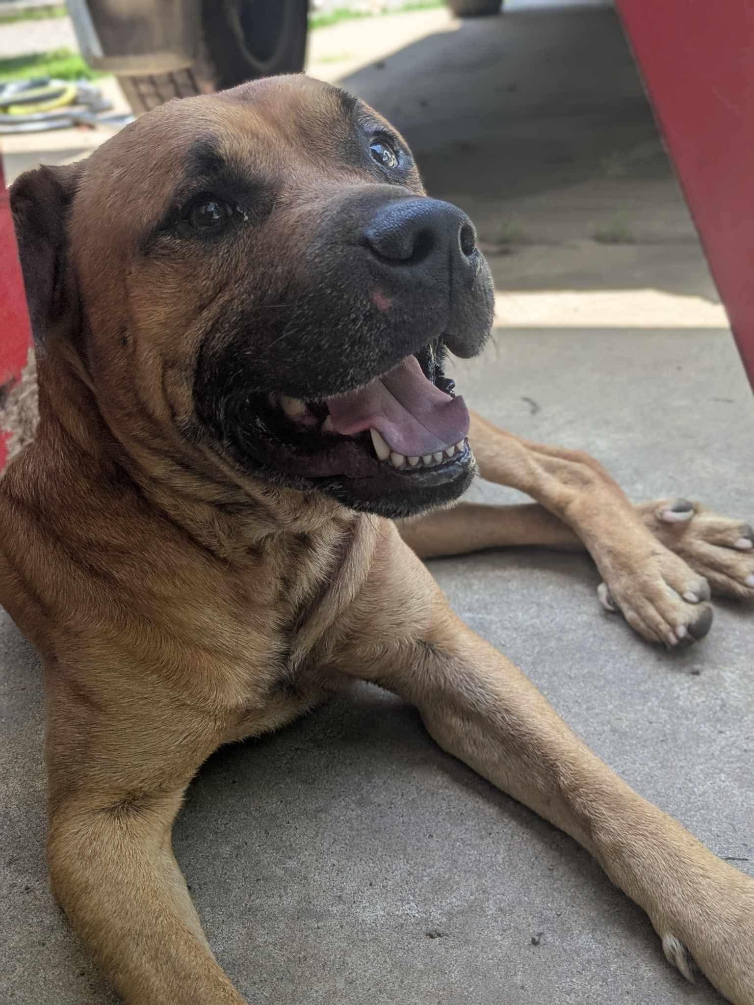 Pistachio, a Adoptable mixed breed in Dover, AR image 2/6