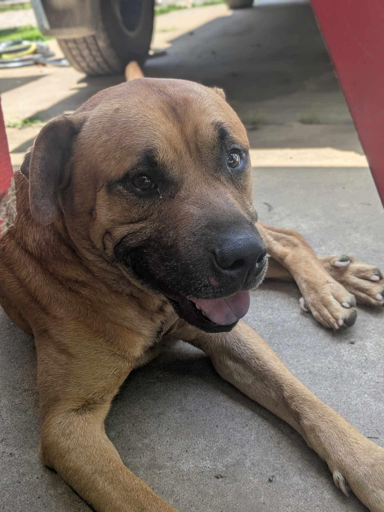 Pistachio, a Adoptable mixed breed in Dover, AR image 3/6