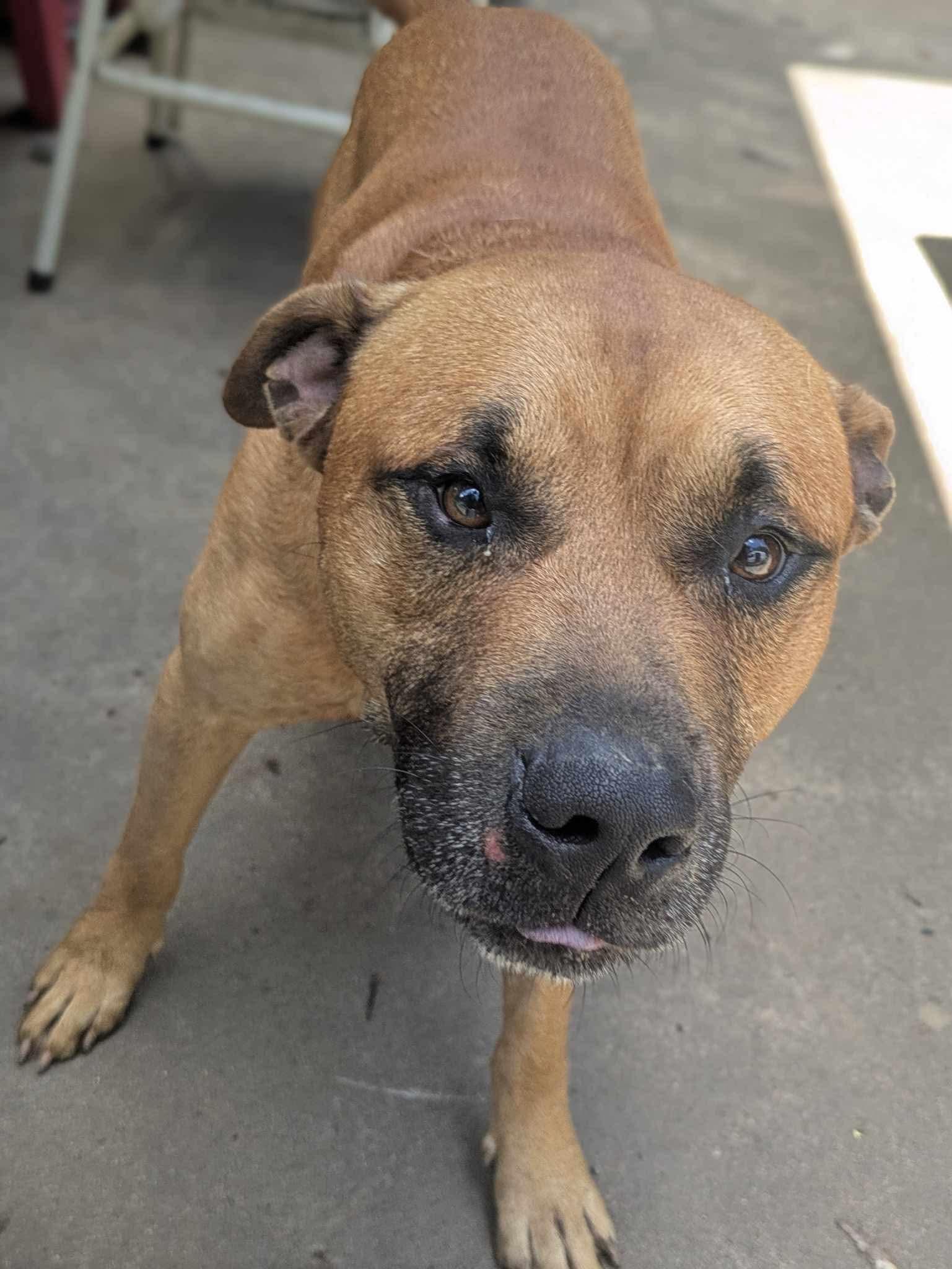 Pistachio, a Adoptable mixed breed in Dover, AR image 4/6