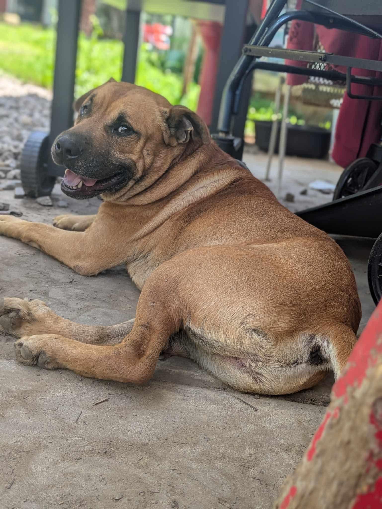 Pistachio, a Adoptable mixed breed in Dover, AR image 5/6