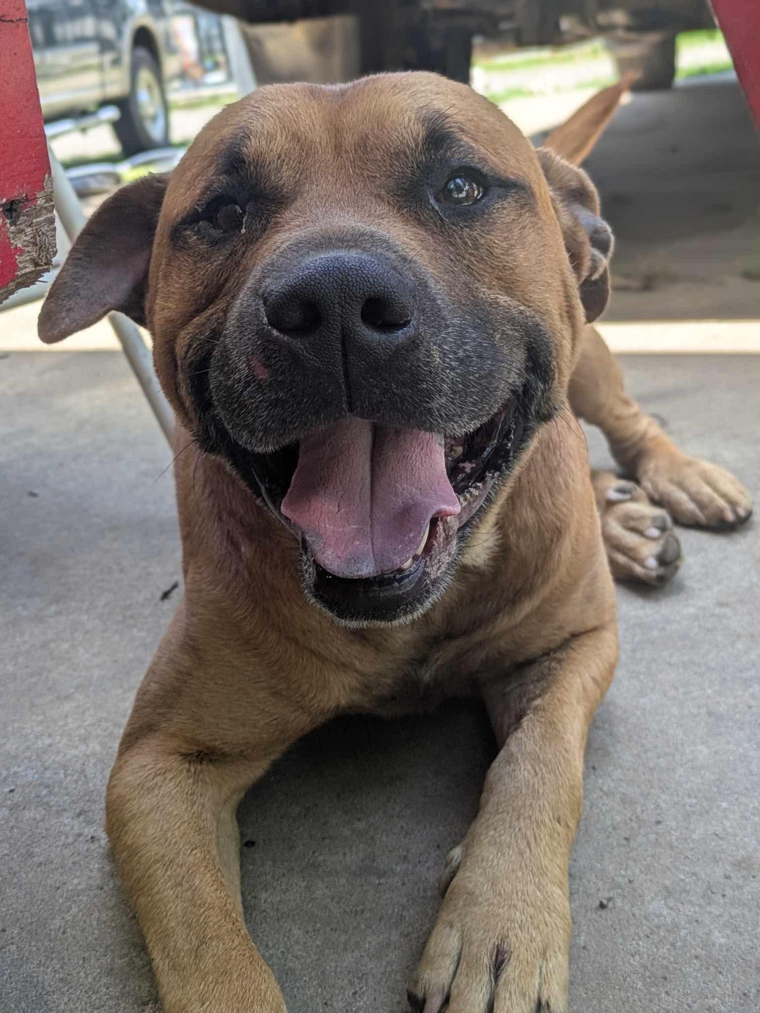 Pistachio, a Adoptable mixed breed in Dover, AR image 6/6