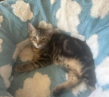 teddy, Adopted, Kitten Male Tabby & Domestic Short Hair.