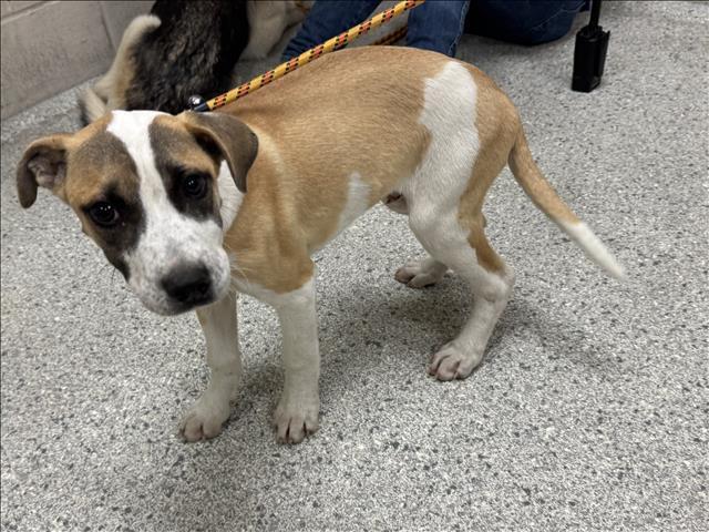 LEON — thumbnail 2