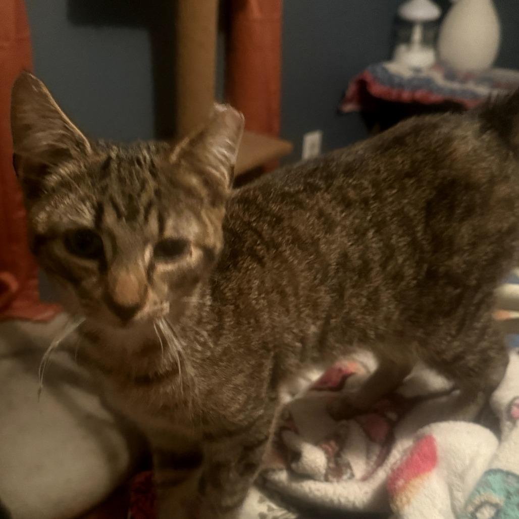 Tink, Adoptable, Adult Female Domestic Short Hair.