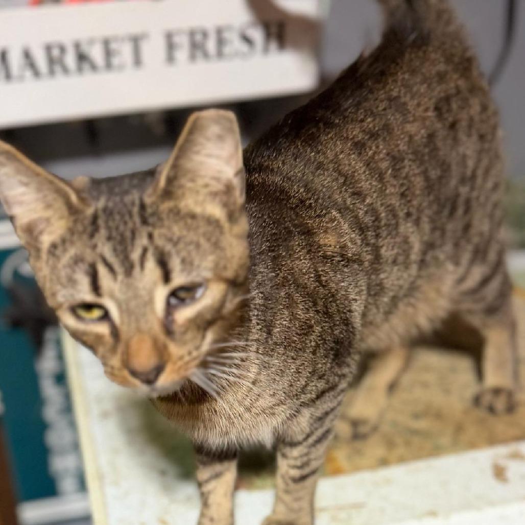 Tink, a Adoptable Domestic Short Hair in Ringtown, PA image 3/3