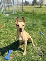 Panini, ADOPTABLE, Young Female American Bully & Shepherd.