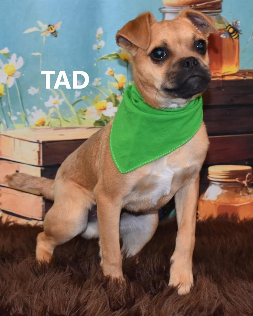Tad, a Adoptable mixed breed in Gilbert, AZ image 2/3