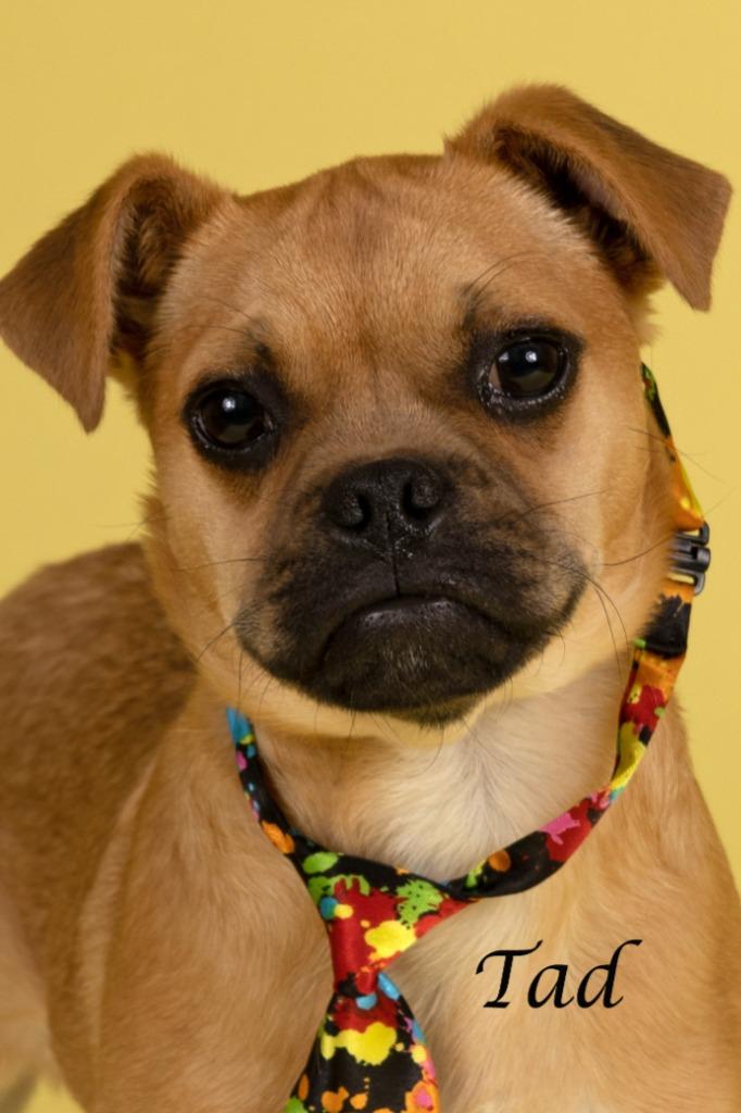 Tad, Adoptable, Young Male Pug & Chihuahua.
