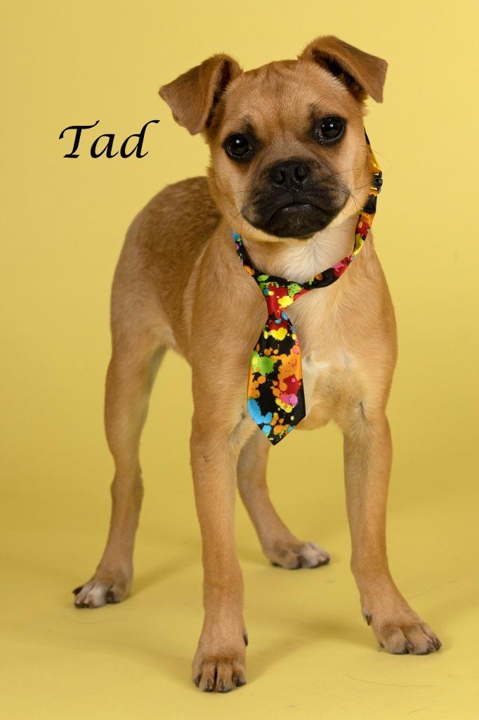 Enlarge Tad, a Adoptable mixed breed in Gilbert, AZ image 3/3