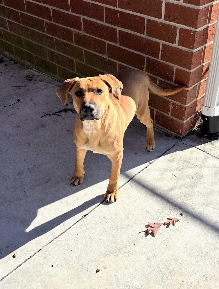 Porkchop (25-D0550), adopted, Young Male Hound.