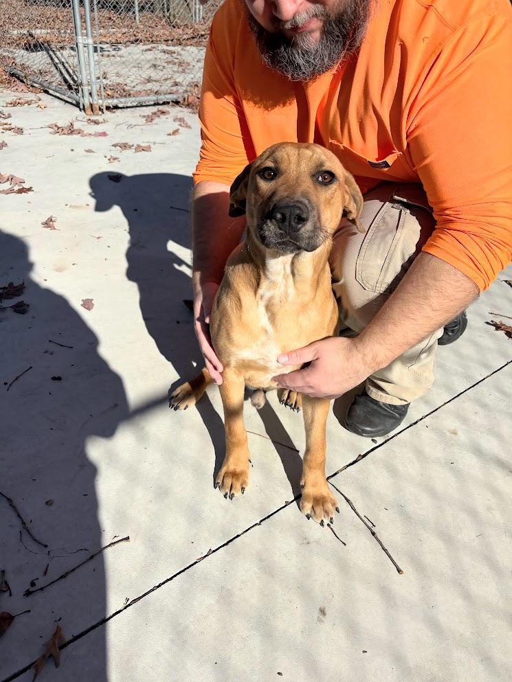 Enlarge Porkchop (25-D0550), an adopted Hound in Laurinburg, NC image 2/2