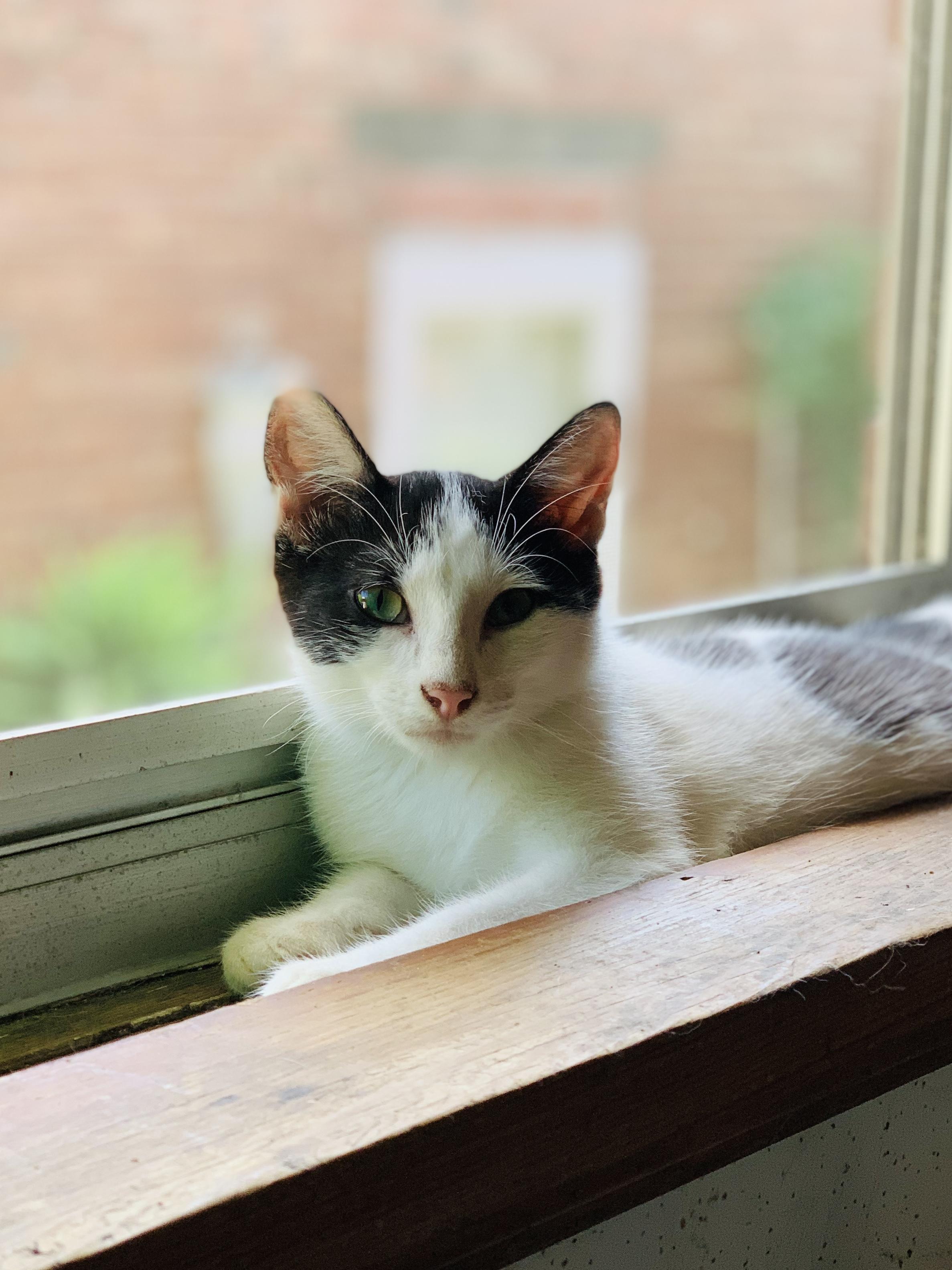 MOOMOO, a Adoptable Domestic Short Hair in Panora, IA image 2/5