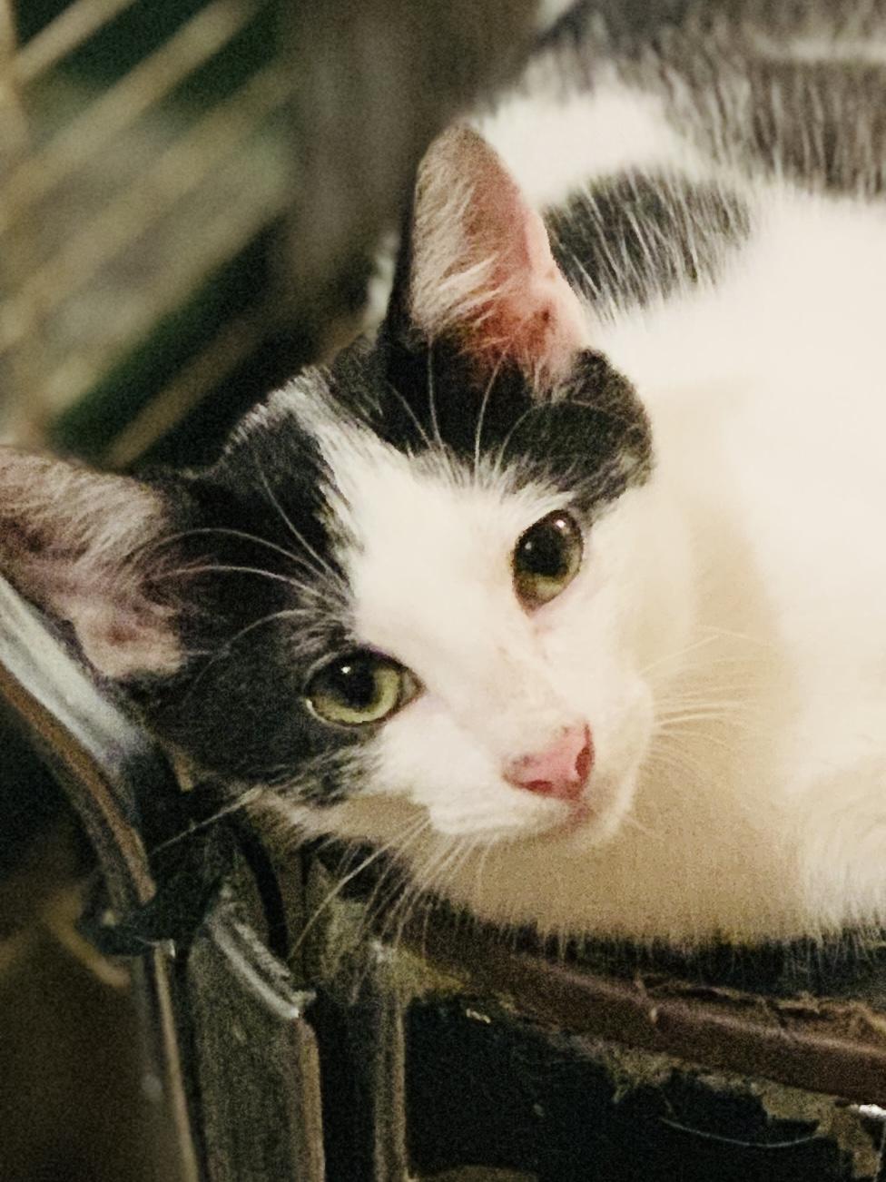 MOOMOO, a Adoptable Domestic Short Hair in Panora, IA image 3/5