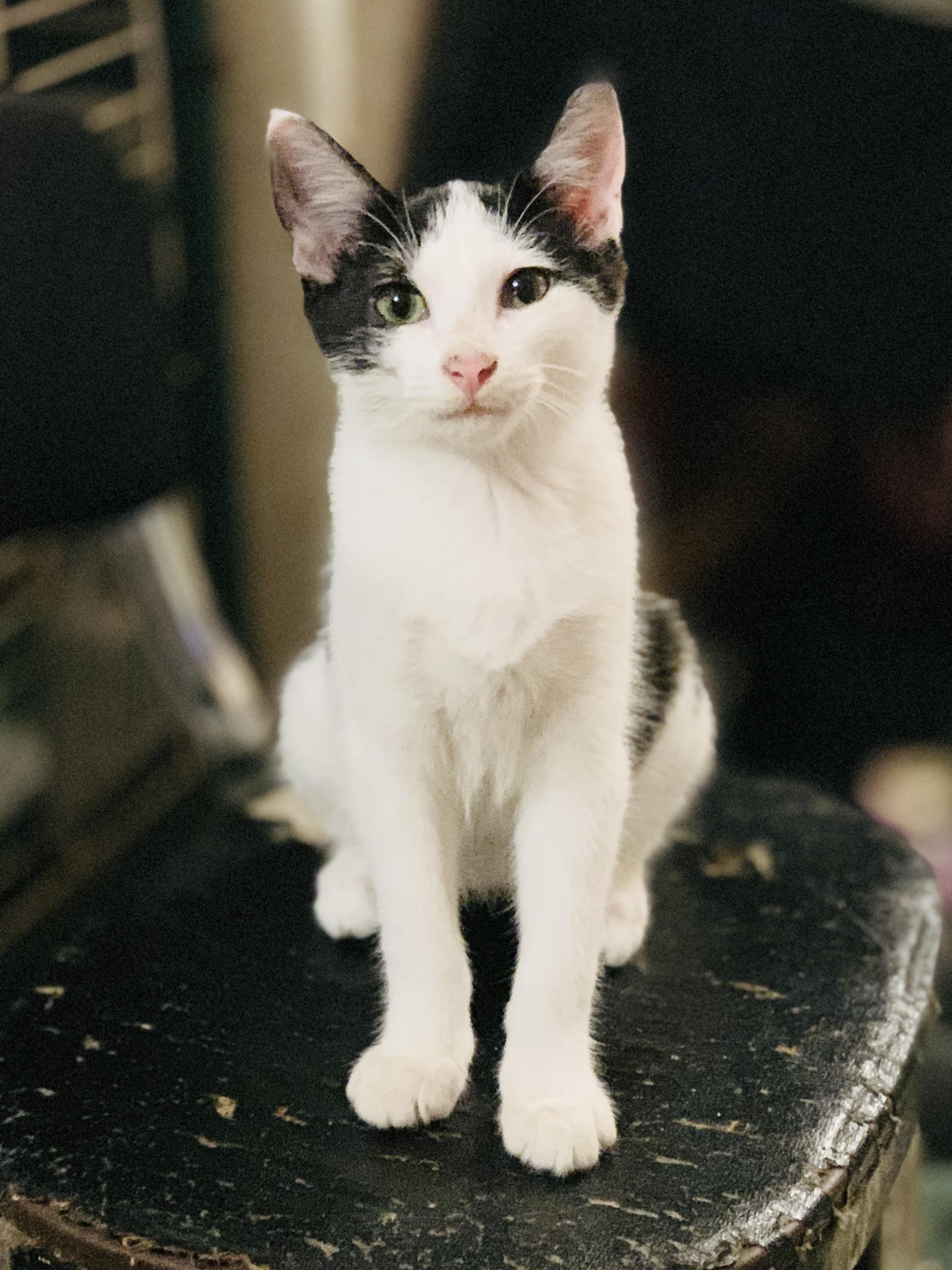 MOOMOO, a Adoptable Domestic Short Hair in Panora, IA image 1/5