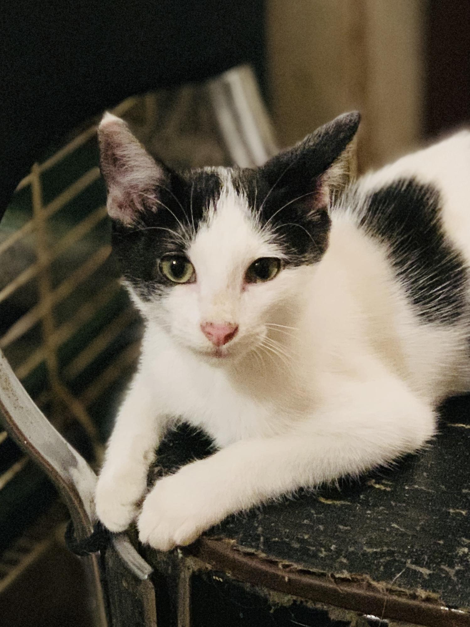 MOOMOO, a Adoptable Domestic Short Hair in Panora, IA image 4/5