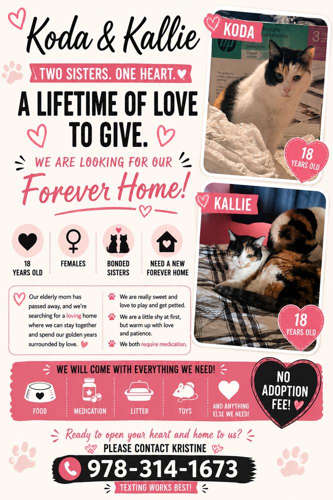 Koda & Kallie - Courtesy Post, Adoptable, Senior Female Domestic Short Hair.