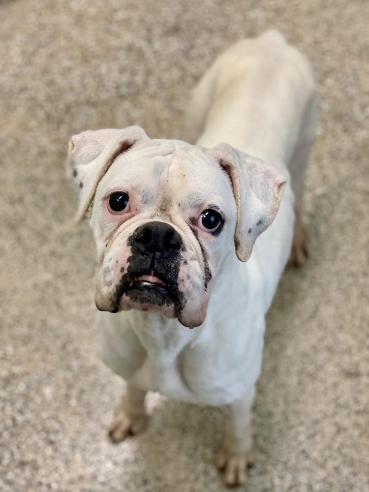 Virian, Adoptable, Adult Female Boxer.