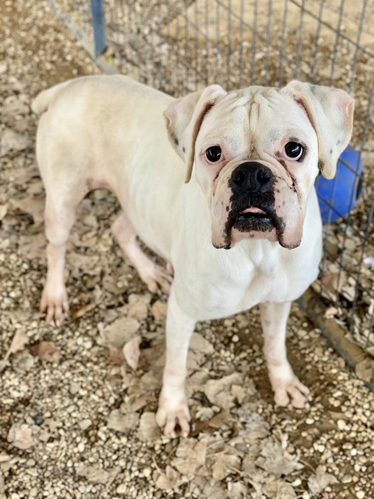 Enlarge Virian, a Adoptable Boxer in Hewitt, TX image 2/4