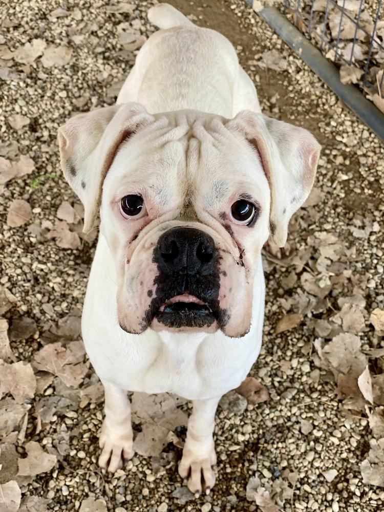 Enlarge Virian, a Adoptable Boxer in Hewitt, TX image 3/4