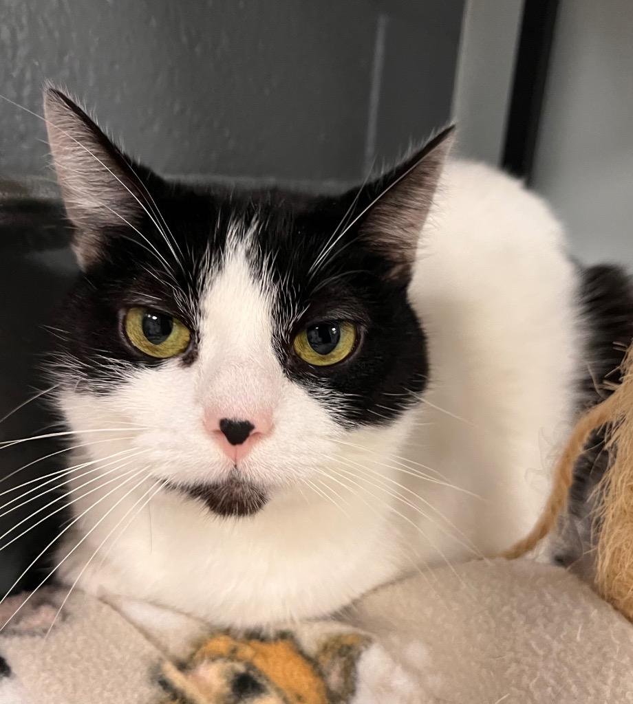 Enlarge Patches, a Adoptable mixed breed in Huntington, IN image 2/2