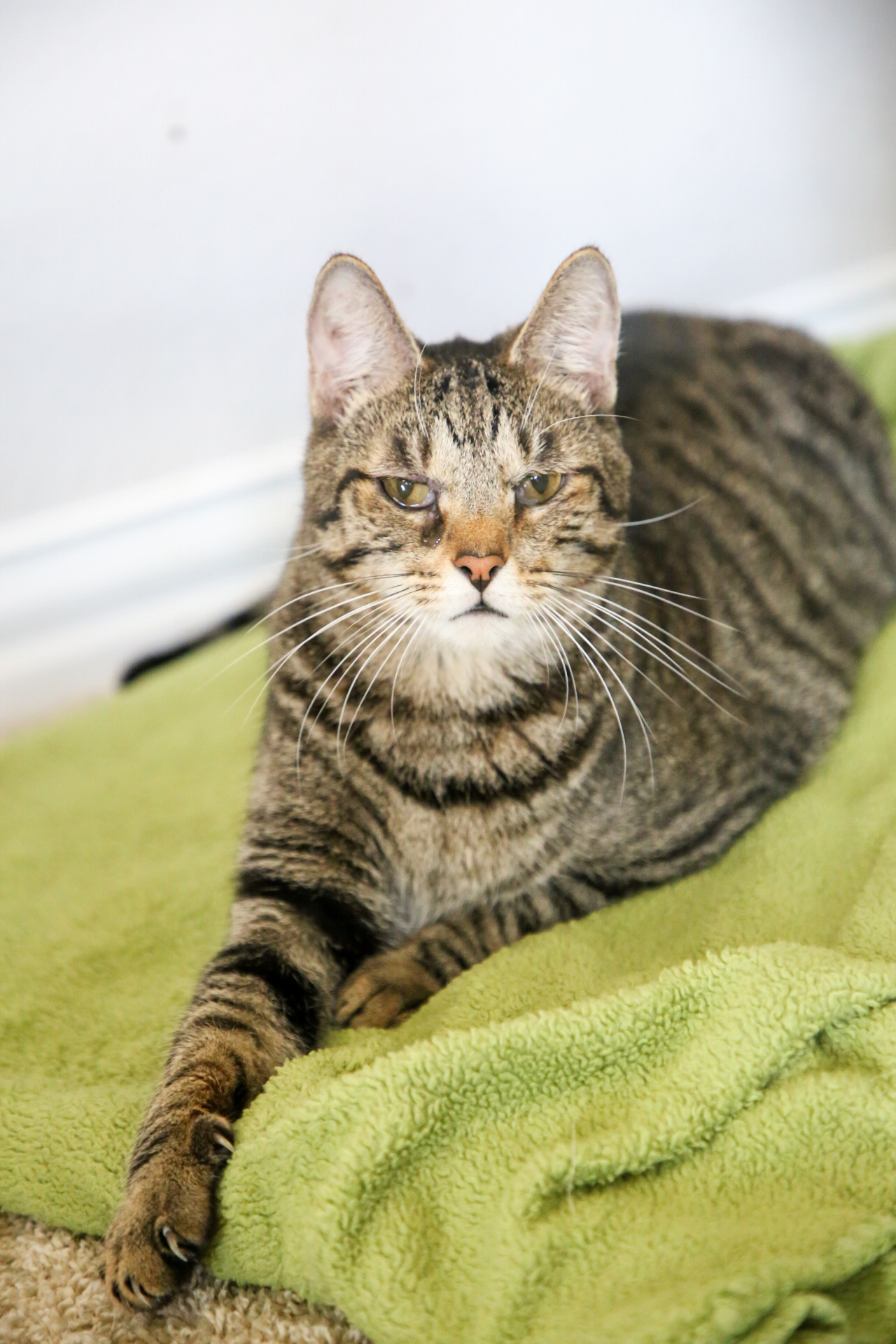 Enlarge Cayenne, an adoptable Domestic Short Hair in Fort Worth, TX image 1/6