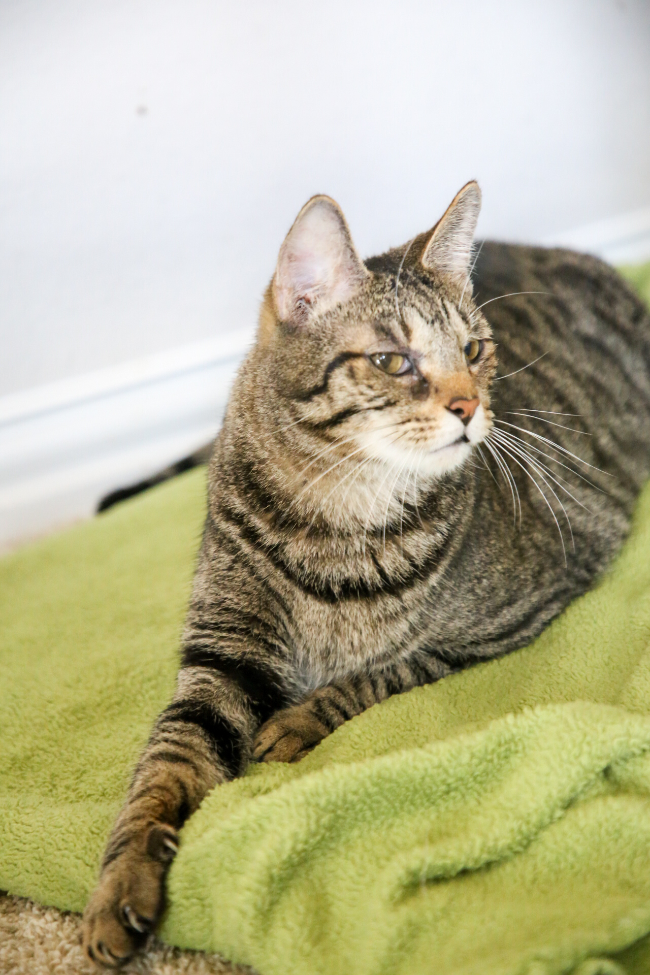Cayenne, adoptable, Adult Male Domestic Short Hair.