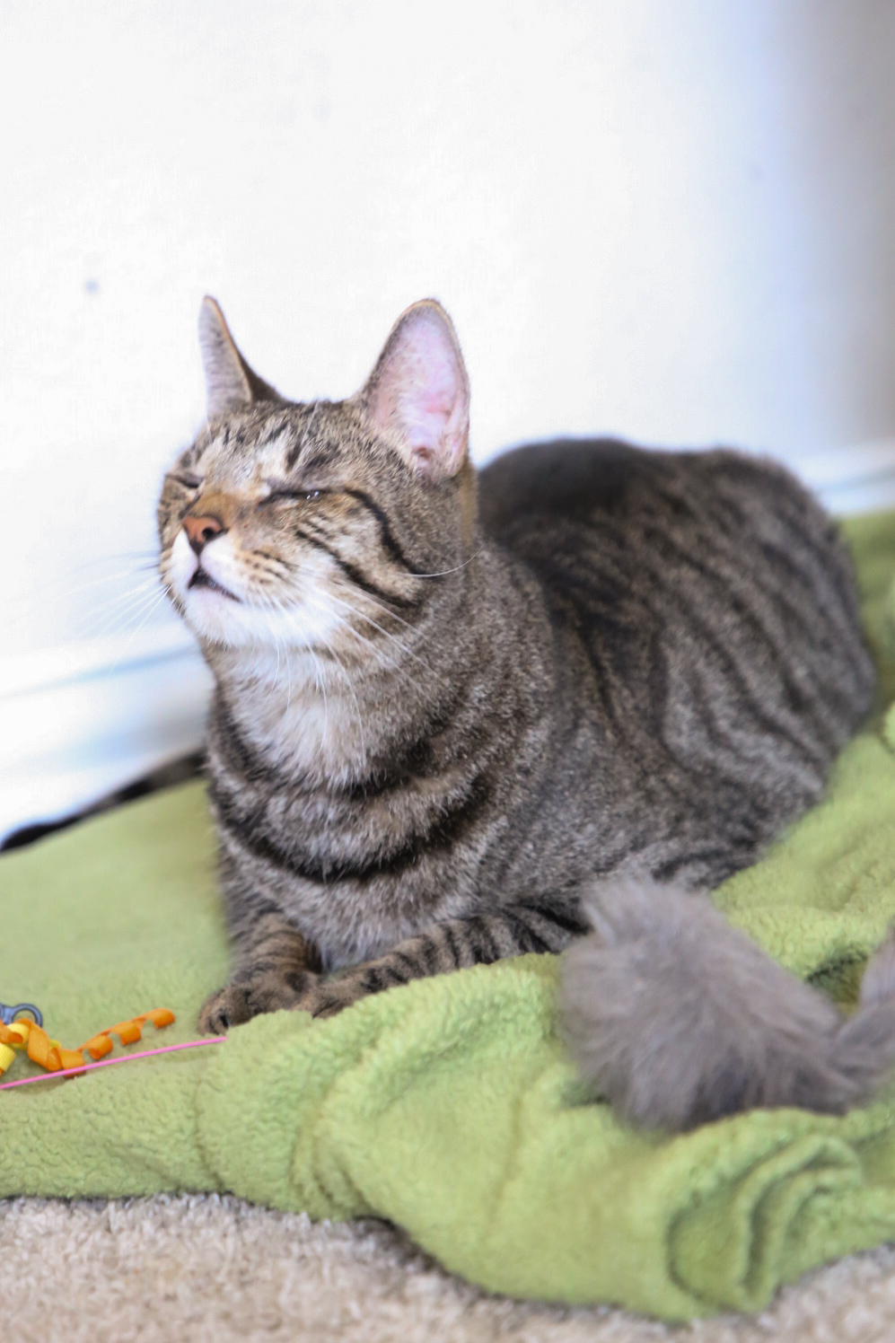 Enlarge Cayenne, an adoptable Domestic Short Hair in Fort Worth, TX image 5/6