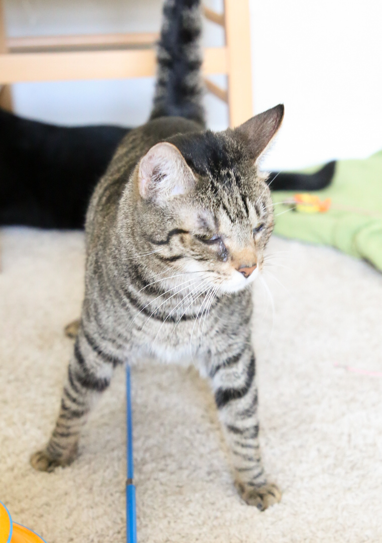 Enlarge Cayenne, an adoptable Domestic Short Hair in Fort Worth, TX image 2/6