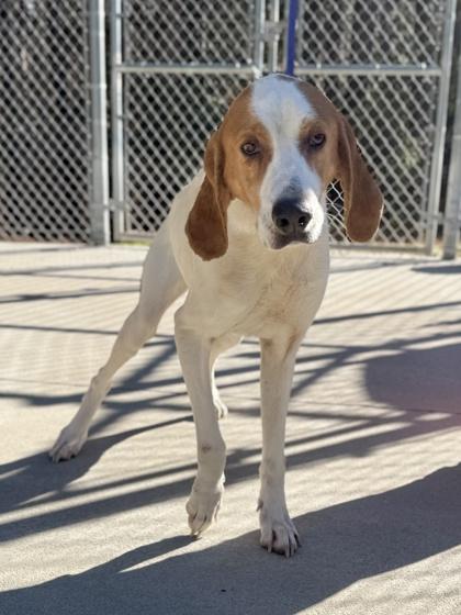 Enlarge Bonnie, a Adoptable mixed breed in King William, VA image 2/2