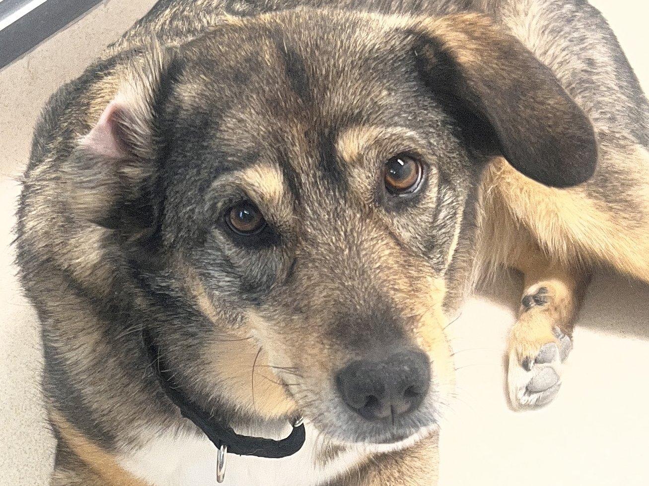Enlarge Bella, a Adoptable mixed breed in Monroe, WA image 5/6