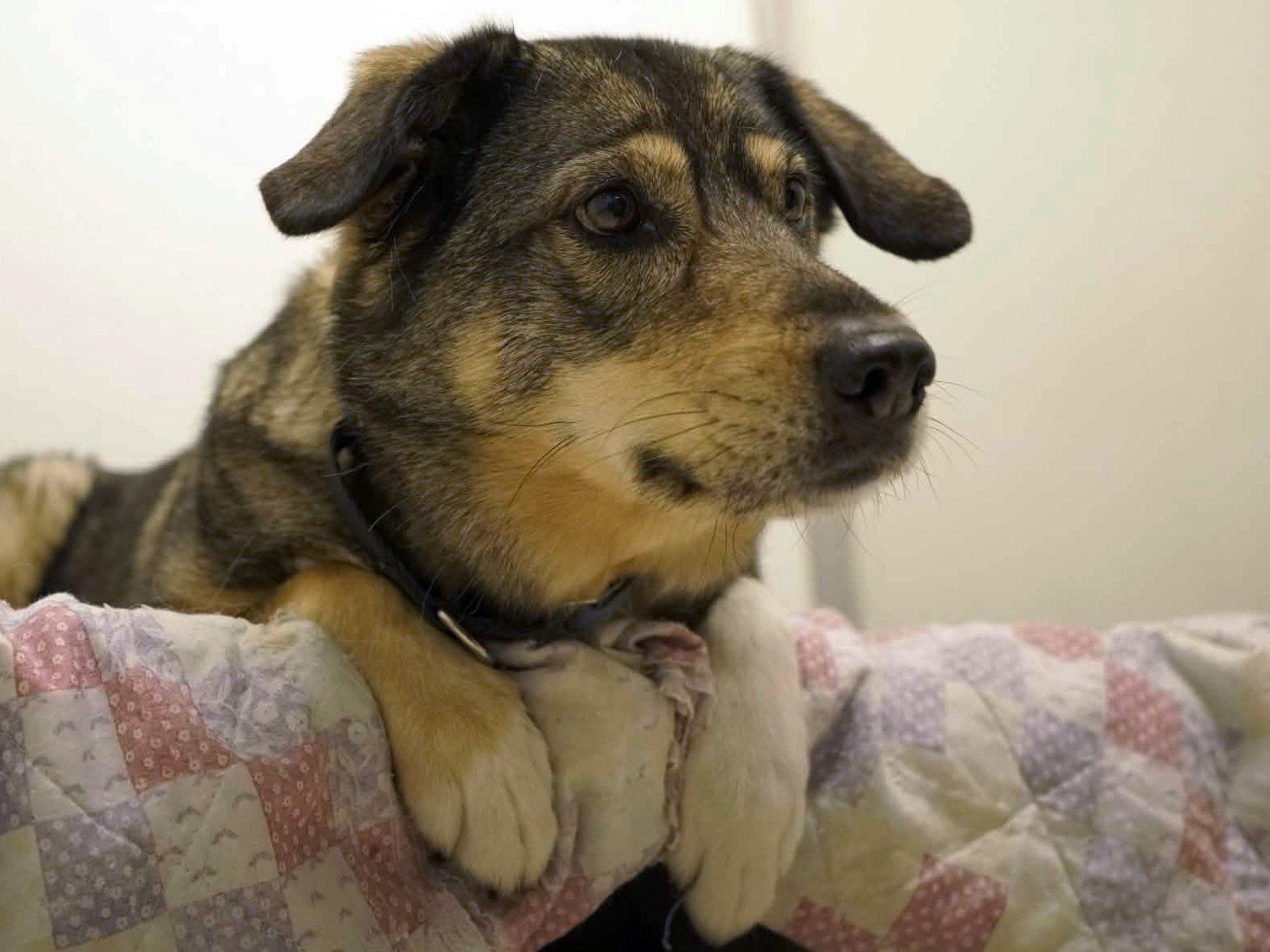 Enlarge Bella, a Adoptable mixed breed in Monroe, WA image 2/6