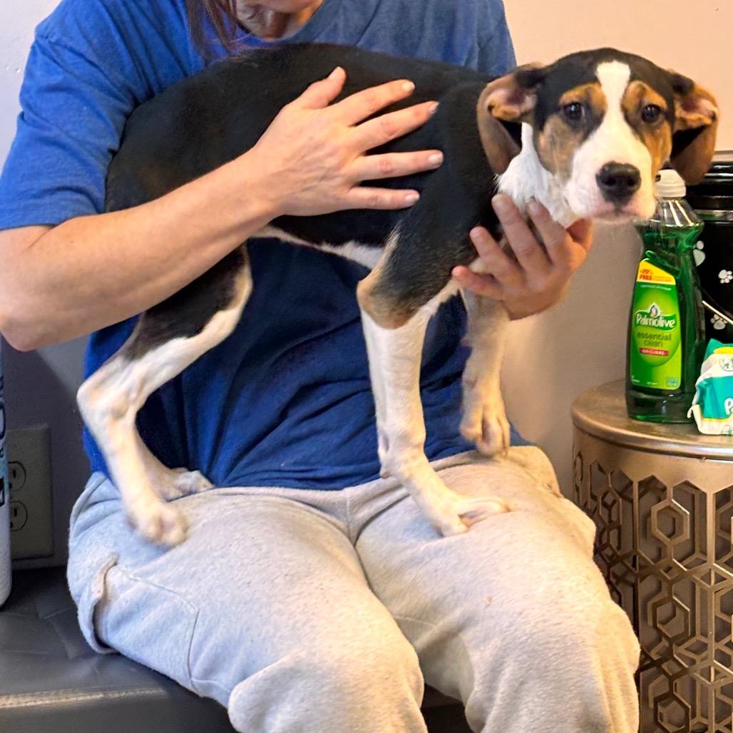 Pumpkin, Adoptable, Young Female Mixed Breed.