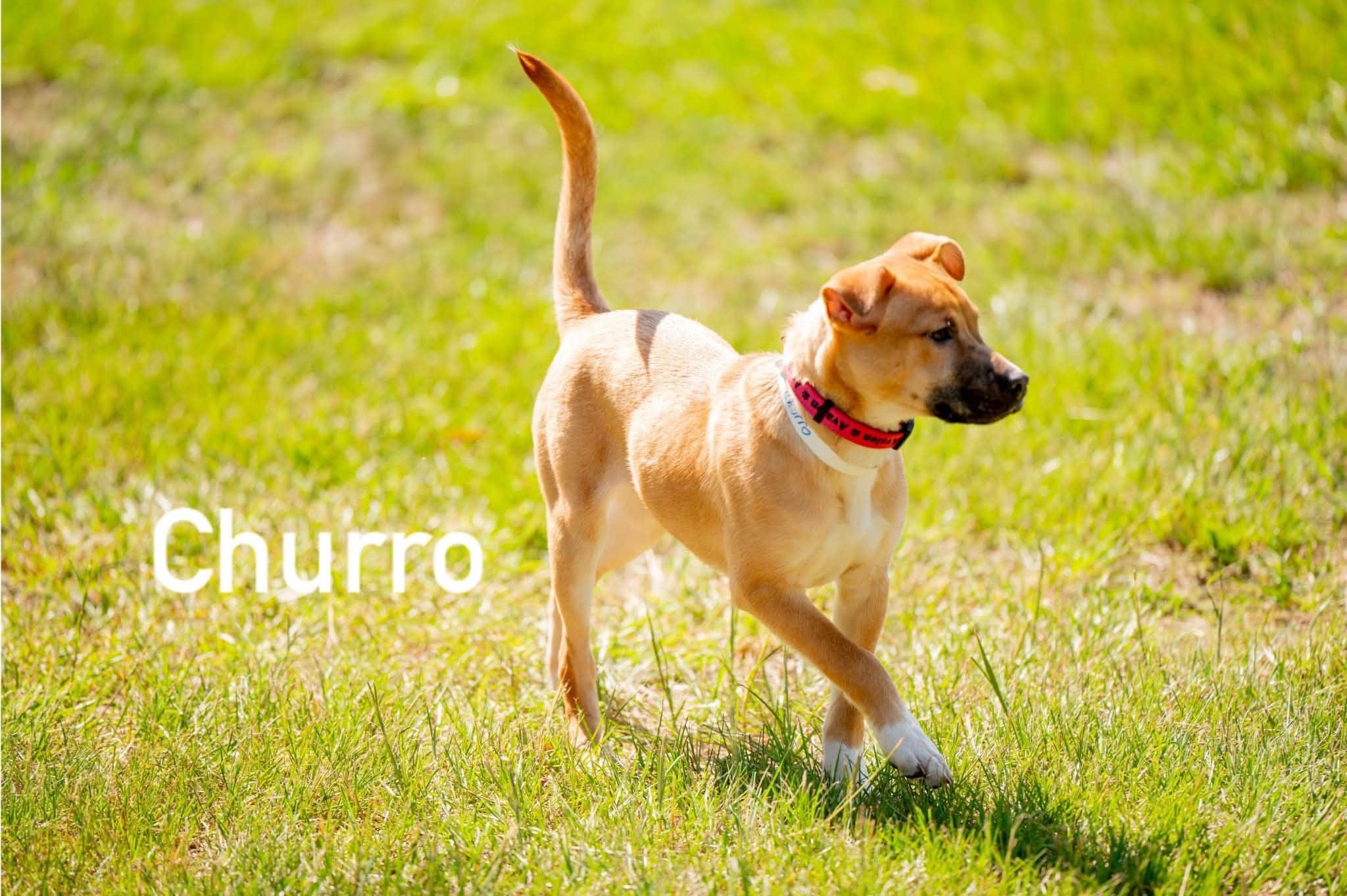 Churro, ADOPTABLE, Puppy Female Carolina Dog.
