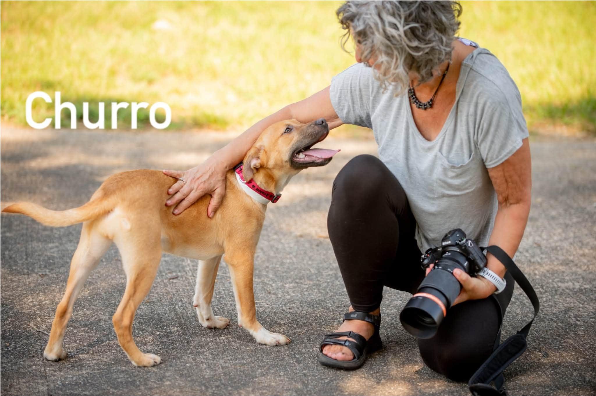 Enlarge Churro, a ADOPTABLE mixed breed in Douglas, MA image 4/6