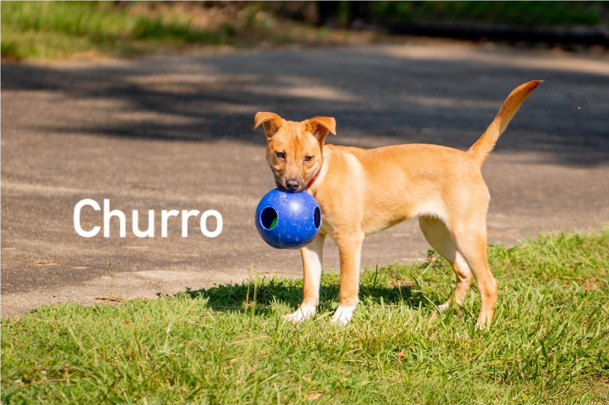 Enlarge Churro, a ADOPTABLE mixed breed in Douglas, MA image 5/6
