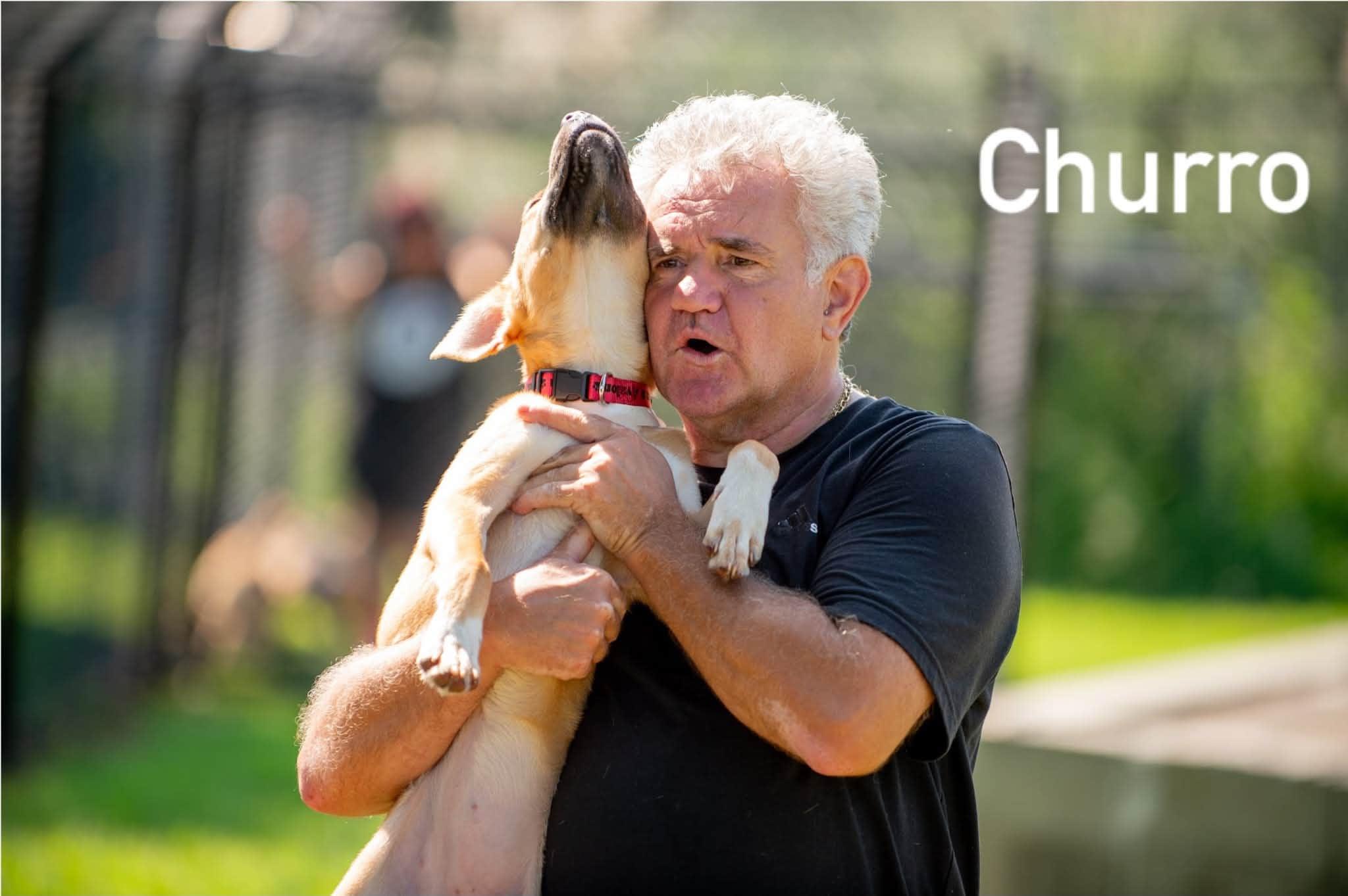 Enlarge Churro, a ADOPTABLE mixed breed in Douglas, MA image 6/6
