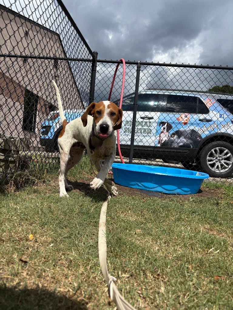 Enlarge River, a Adoptable mixed breed in Effingham, SC image 1/4
