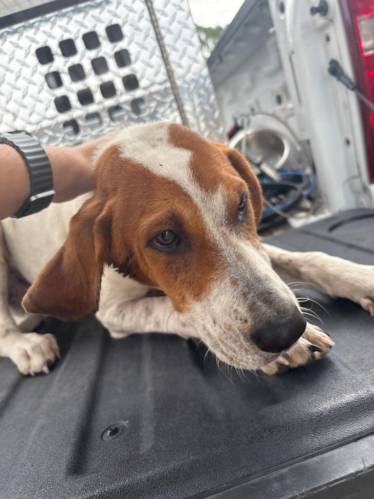 Enlarge River, a Adoptable mixed breed in Effingham, SC image 2/4