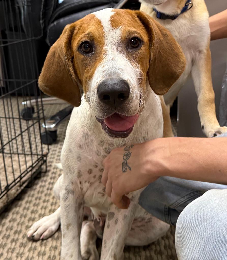 Enlarge River, a Adoptable mixed breed in Effingham, SC image 3/4