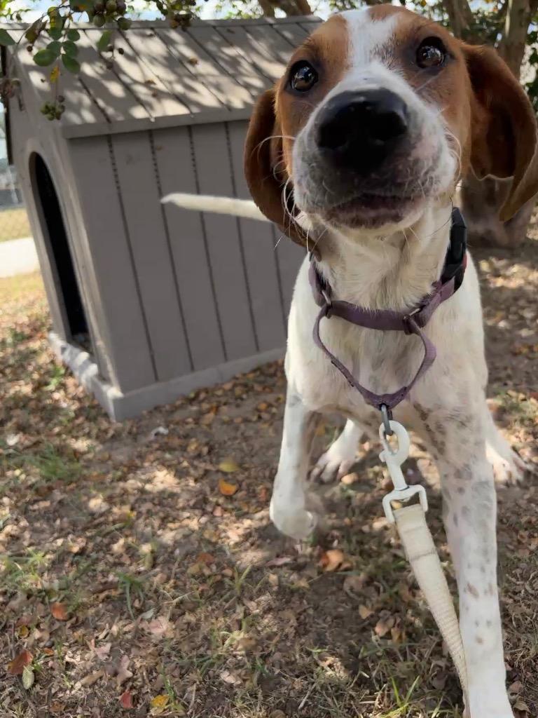 Enlarge River, a Adoptable mixed breed in Effingham, SC image 4/4