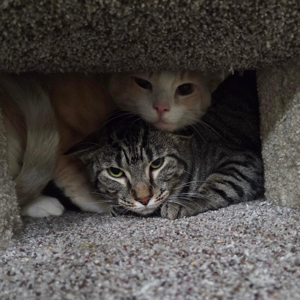 Gemelli, a Adoptable Domestic Short Hair in Pontiac, IL image 1/6