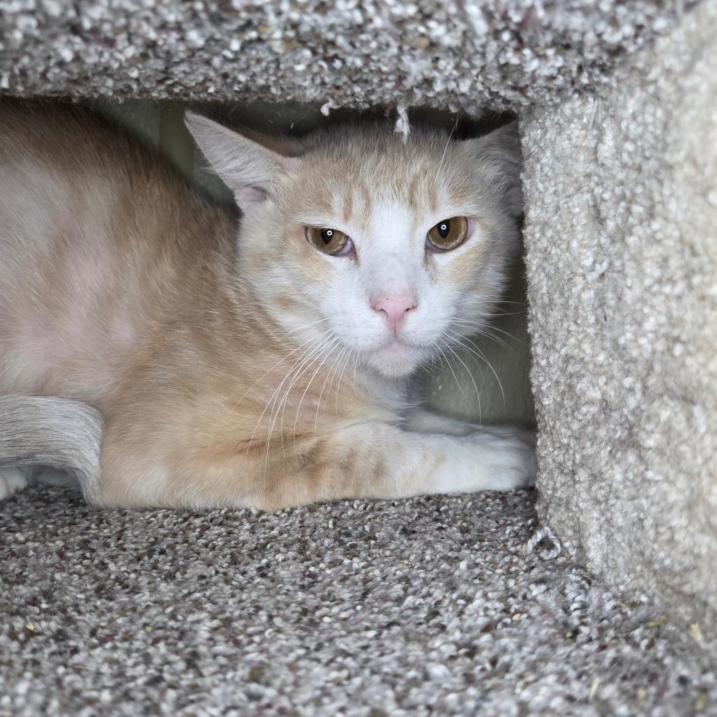 Gemelli, a Adoptable Domestic Short Hair in Pontiac, IL image 2/6