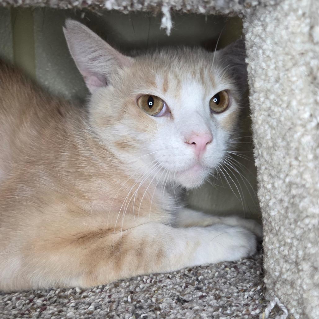 Gemelli, a Adoptable Domestic Short Hair in Pontiac, IL image 3/6