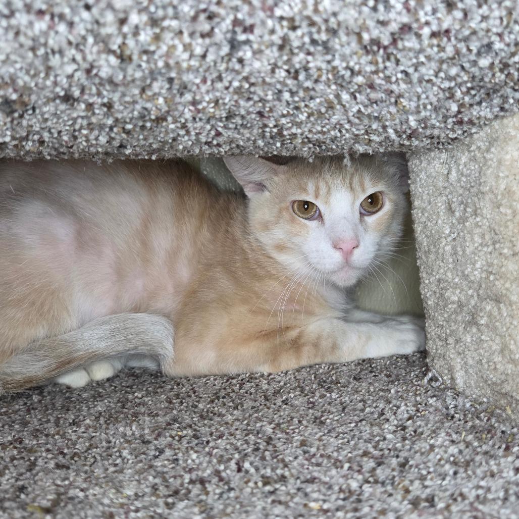 Gemelli, a Adoptable Domestic Short Hair in Pontiac, IL image 4/6