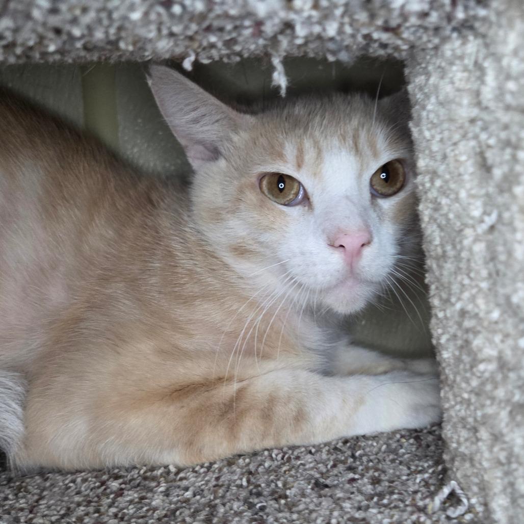 Gemelli, a Adoptable Domestic Short Hair in Pontiac, IL image 5/6
