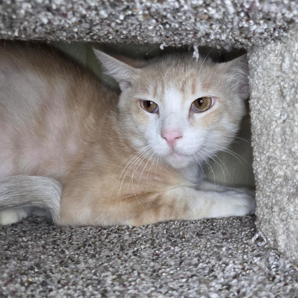 Gemelli, a Adoptable Domestic Short Hair in Pontiac, IL image 6/6